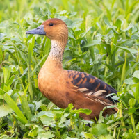 Fulvous Whistling Duck